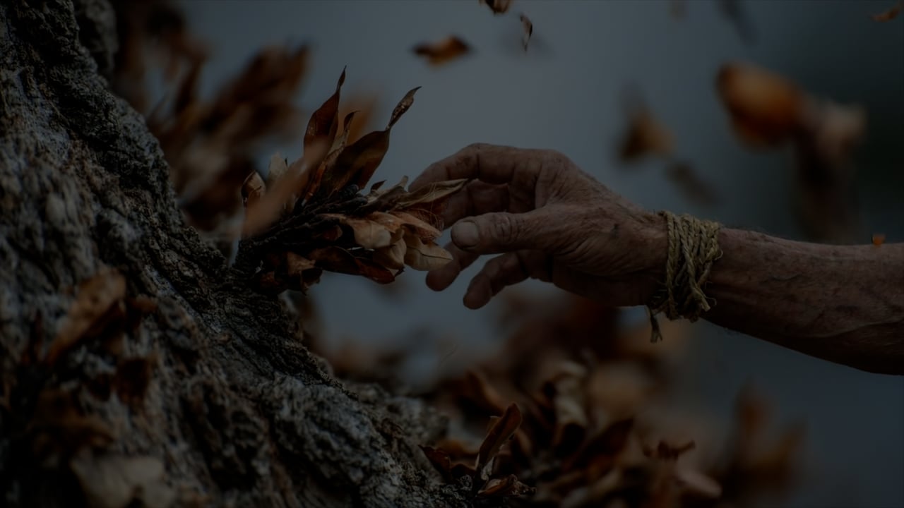 Our Tree Is Dying
